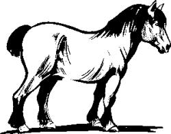 Paard